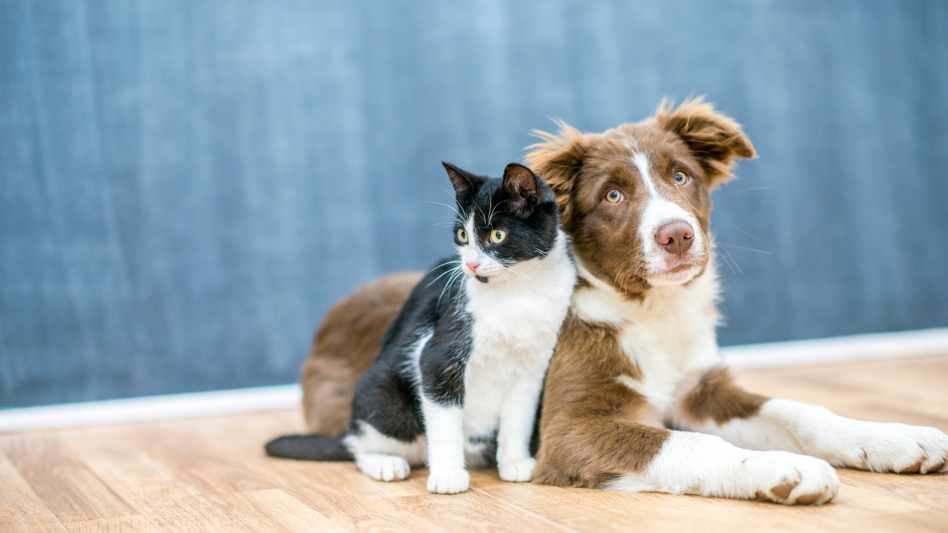 Top Places to Find a Pet Photographer in the DMV Area